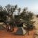 Dreghorn Kalahari Game Farm - 279098