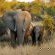 Lords and Ladies Bush Lodge - Natural landscape
