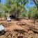 Lords and Ladies Bush Lodge - 279213