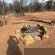 Lords and Ladies Bush Lodge - 279230