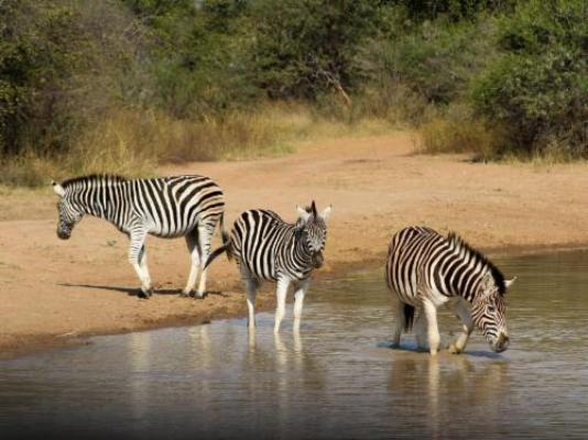 Mabalingwe Game Reserve - Natural landscape