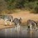 Mabalingwe Game Reserve - Natural landscape