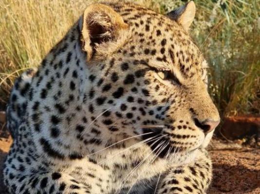 Mabalingwe Game Reserve - Natural landscape