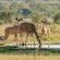 Walkers Plains Camp - Natural landscape
