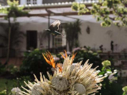 Adara Palmiet Valley - Garden