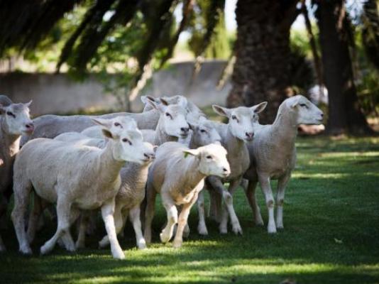 Doran Vineyards Country Estate - Neighbourhood