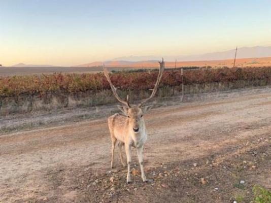Doran Vineyards Country Estate - Street view