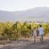 Doran Vineyards Country Estate - Natural landscape