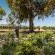 Doran Vineyards Country Estate - Garden