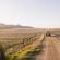 Doran Vineyards Country Estate - Natural landscape
