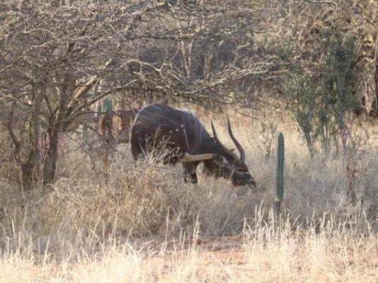 Sundowners Game Lodge - Natural landscape