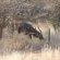 Sundowners Game Lodge - Natural landscape