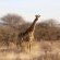 Sundowners Game Lodge - Natural landscape