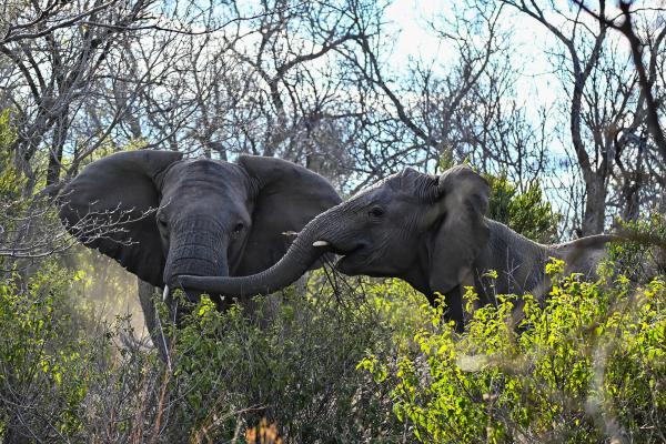 Kwalata Game Lodge - 281598