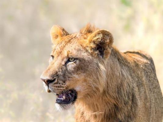MaraKaya Safari Lodge - Natural landscape