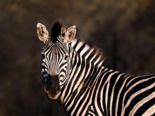 MaraKaya Safari Lodge - Natural landscape