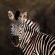 MaraKaya Safari Lodge - Natural landscape