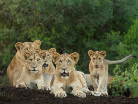 MaraKaya Safari Lodge - Natural landscape
