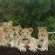 MaraKaya Safari Lodge - Natural landscape