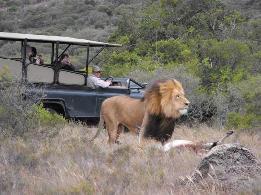 The Safari Lodge - 282104