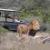 The Safari Lodge - 282104