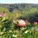 Woodlands Self-Catering - Garden view