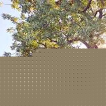 Thulani Game Lodge & Eco Estate - 282399