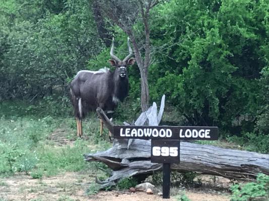 Leadwood Tree Safari Lodge 695 - 282727