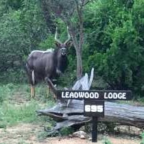 Leadwood Tree Safari Lodge 695 - 282727