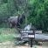 Leadwood Tree Safari Lodge 695 - 282727