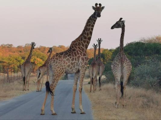 Leadwood Tree Safari Lodge 695 - 282729