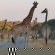 Leadwood Tree Safari Lodge 695 - 282729
