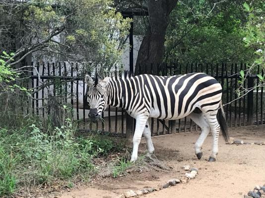 Leadwood Tree Safari Lodge 695 - 282730