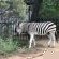 Leadwood Tree Safari Lodge 695 - 282730