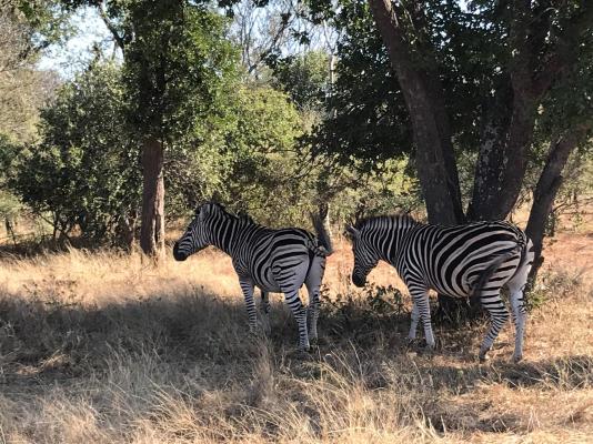 Leadwood Tree Safari Lodge 695 - 282731