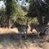 Leadwood Tree Safari Lodge 695 - 282731