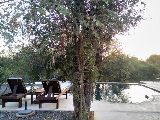 Leadwood Tree Safari Lodge 695 - 282732