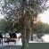 Leadwood Tree Safari Lodge 695 - 282732