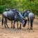 Bushveld Villa - Natural landscape