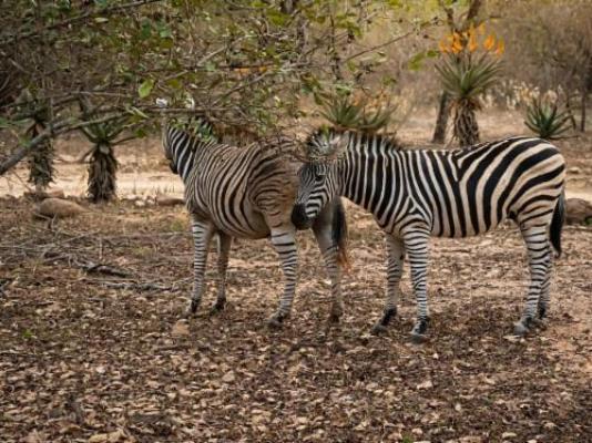 Bushveld Villa - Natural landscape