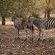 Bushveld Villa - Natural landscape