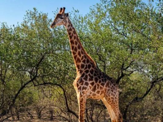 Bushveld Villa - Natural landscape