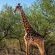 Bushveld Villa - Natural landscape