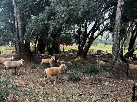 Wyford Farm - 284789