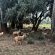 Wyford Farm - 284789