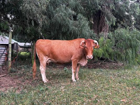 Wyford Farm - 284791