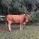 Wyford Farm - 284791