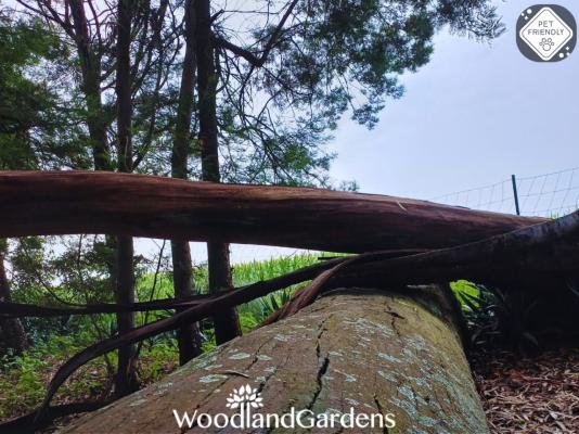 Woodland Gardens - 284933