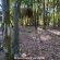 Woodland Gardens - 284936
