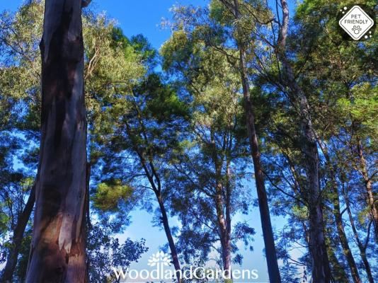 Woodland Gardens - 284946